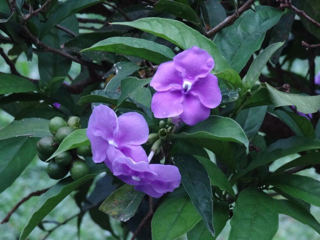 ホテルValle Primavera ボケテ エクステリア 写真